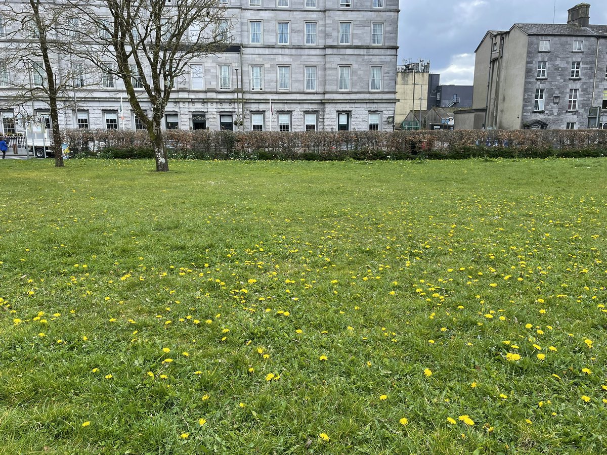 berjeffries's tweet photo. Day 93 #100daysofwalking  it was a lovely morning in the city, great to see all the dandelions left for the bees 🐝  #100daysofwalking24 https://t.co/MAmogKO8FN