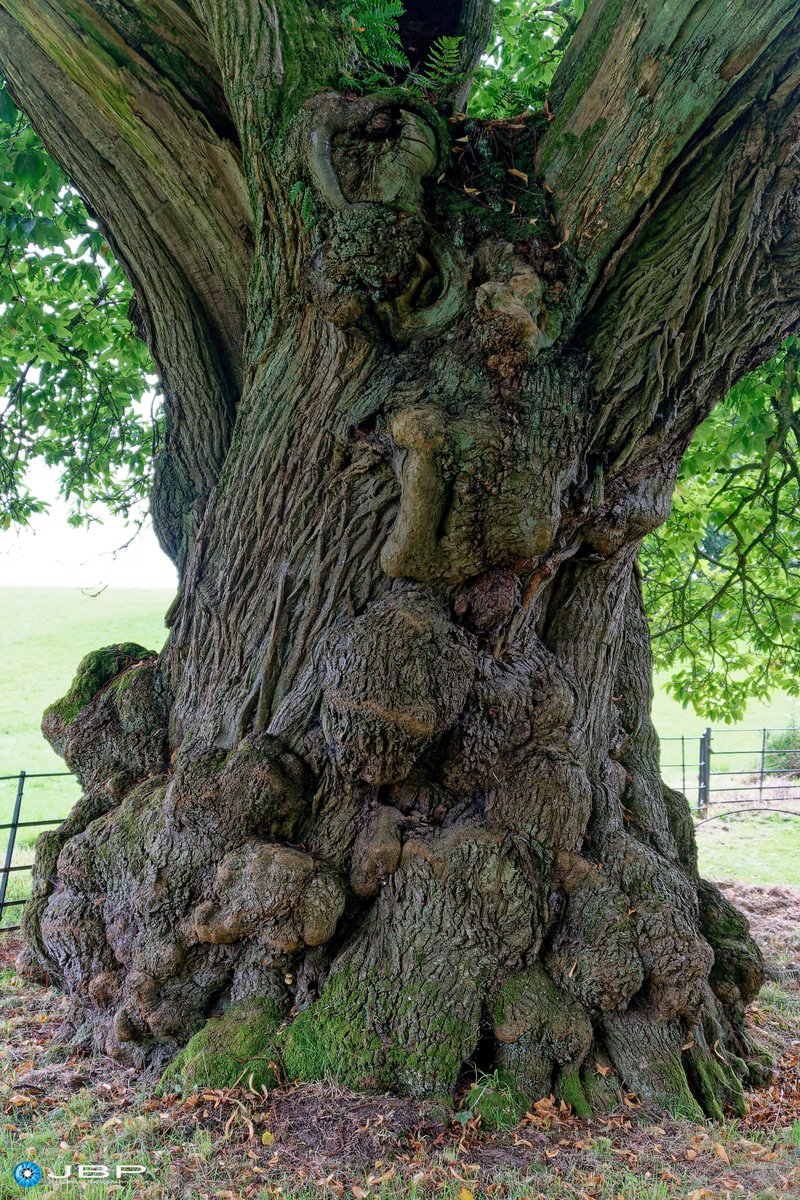 JBPhotos_UK's tweet photo. #thicktrunktuesday #Stourhead #NationalTrust #trees #treeporn #photography https://t.co/9dFduG6d26
