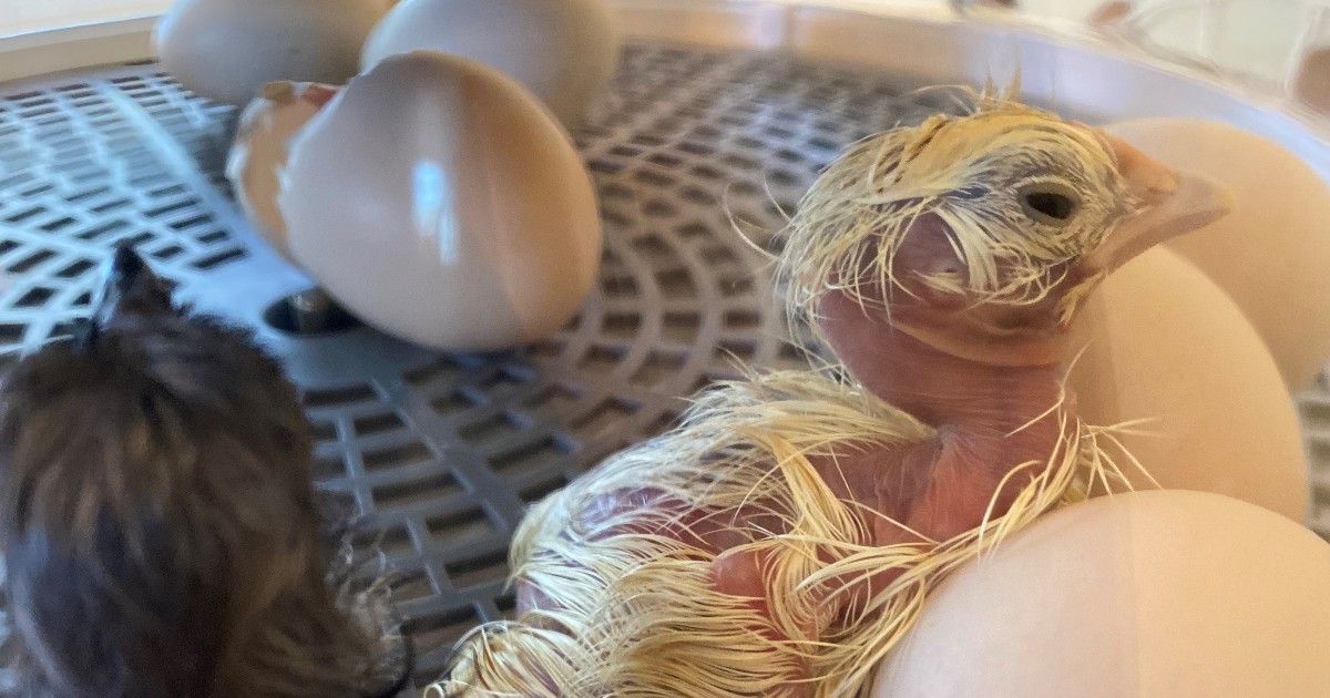 Tune in this Saturday April 6 at 12:30 for our #Chicken #Chats Facebook live event with Food &amp; Agricultural Specialist Kendall Kunelius. Ask any #questions you have about your #backyardchickens! We are excited to “see” you there! 🐣 🐤 unh.me/4cpyp4G