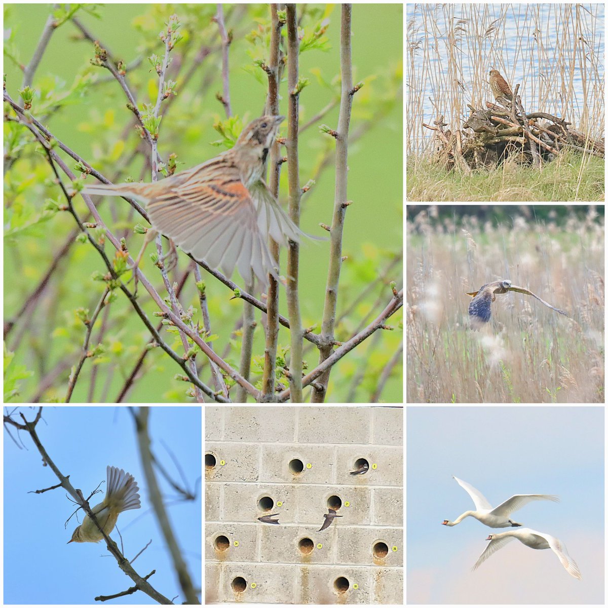 Deeping Lakes - 19 Sand Martin nesting on site - 1 x Swallow(over)
Reed buntings MF - Kestrel - Marsh Harrier - Chiffchaff in song - Cettis Warbler - Willow Warbler -  5 x Great Crested Grebe. @Lincsbirding @SLArchive @BTO_Lincs @LincsWildlife