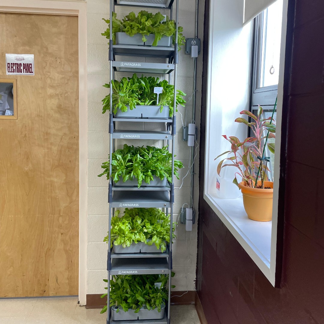 IonaPrep's tweet photo. It's #TransformationTuesday! We're looking at how a hydroponic garden built by the Bio Club last year — Mr. Braca planted the 1st lettuce batch  — has been TRANSFORMED into sustenance for the food insecure via @HopeCommunityS2 of @NewRochelleNY. #InvestInspireIgnite
📸 @ChanaChem https://t.co/9WnNjkpguj