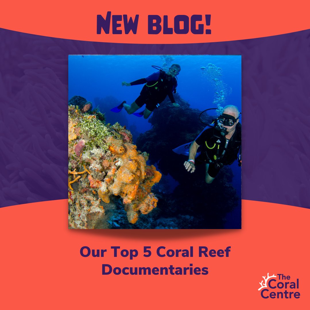 We all love a good documentary! 🎥 But what are your favourite Coral documentaries? In our latest blog, we've put together a list of our top 5 and why we like them so much. What do you think of our list? Let us know! Read the blog here: bit.ly/43r4vZK.