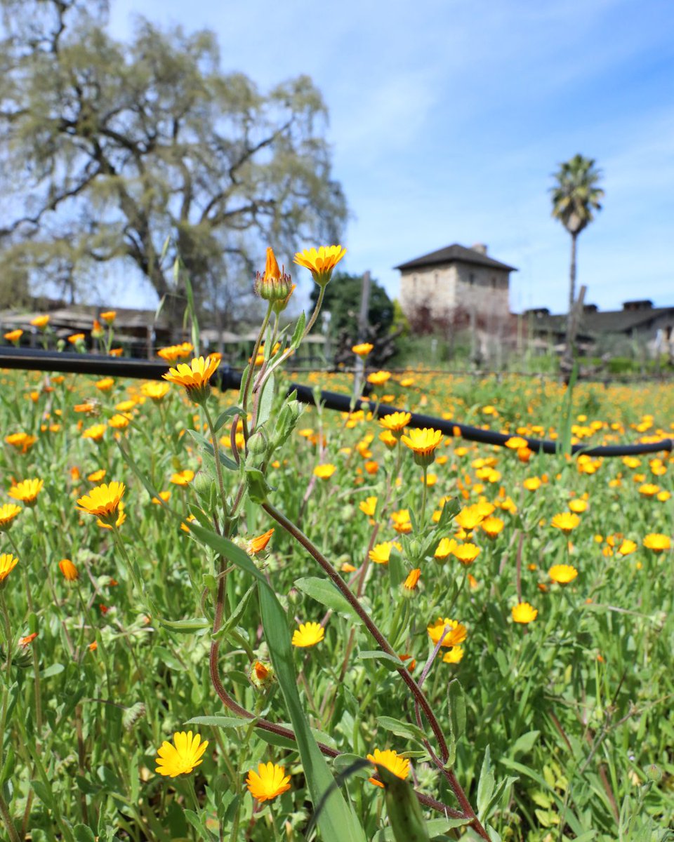 When the sun comes out, we soak it up.🌼 Cheers to new sights, new flavors, and new adventures this season!🥂 bit.ly/43Bjlge #vsattuiwinery #winetasting #sthelena #napavalley #winecountry