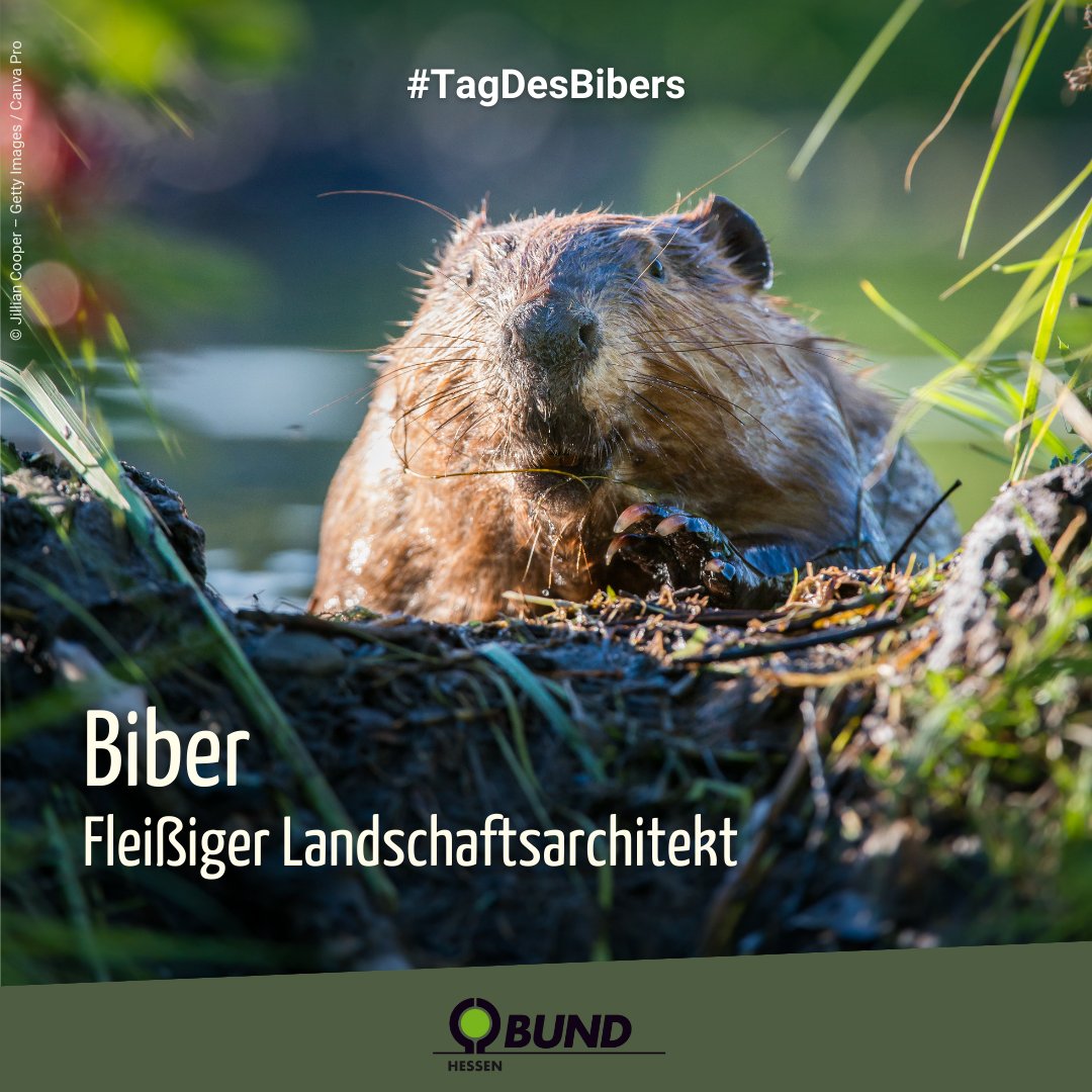 In Hessen gibt es immer mehr #Biber. Als 'Landschaftarchitekten' gestalten sie neue Lebensräume und erhöhen dort die #Artenvielfalt. Mehr über die Nager 🦫 bund-hessen.de/arten-entdecke… #TagDesBibers