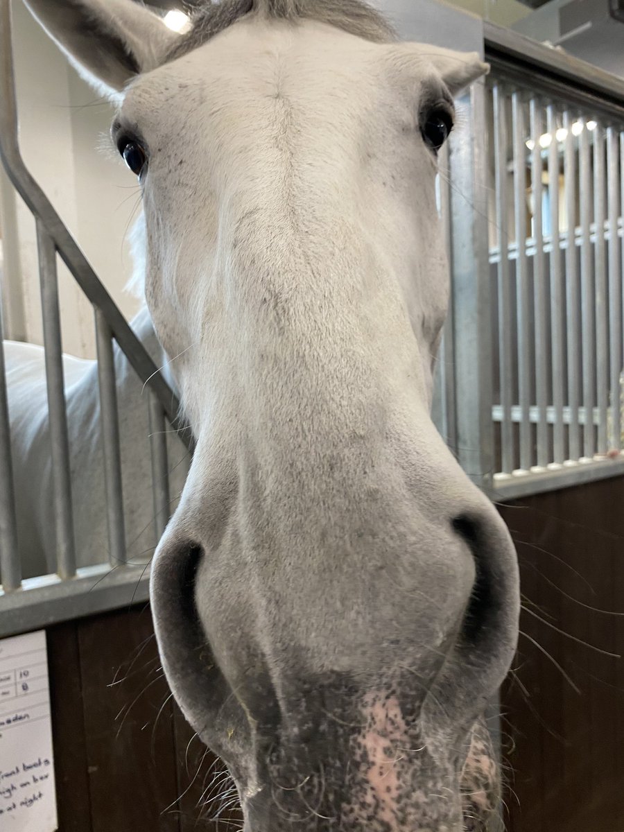 A great Borough Training Day today, with two excellent sessions with our @metpoliceuk colleagues. During the afternoon’s risk familiarisation visit to the Hammersmith Mounted Branch, we were introduced to our neighbours! Great visit! @MetTaskforce