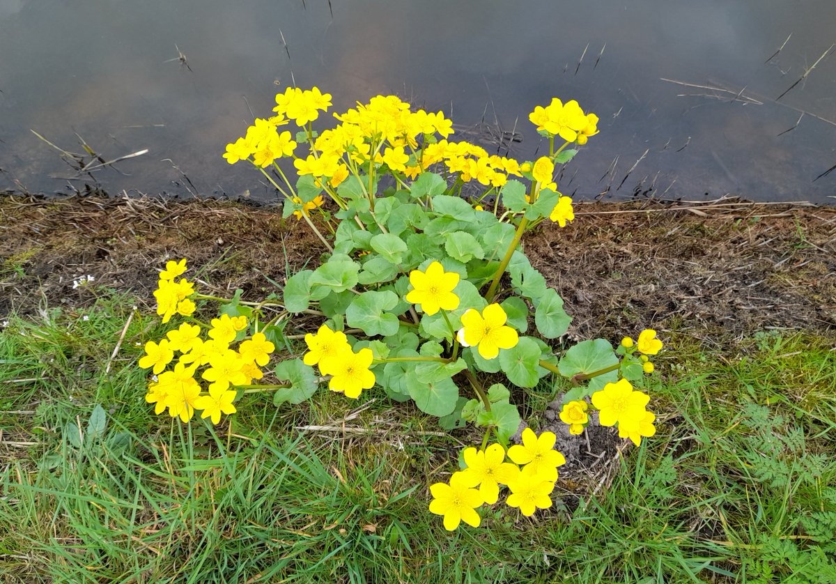 Een volop bloeiende pol Dotterbloem in een slootkant bij Hoogkerk.