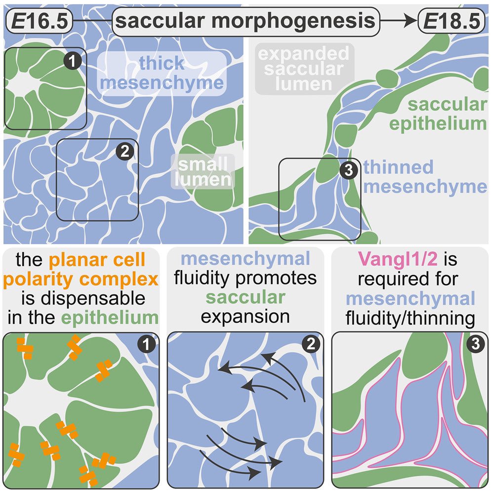 Sarah Paramore, PhD (@parahsaramore) on Twitter photo So pleased to announce that the first chunk of my graduate work is out now in <a href="/Dev_Cell/">Developmental Cell</a> 🫁🐭🔬 here we investigated the role of the planar cell polarity complex in lung sacculation, identifying a PCP-independent role for Vangl in the pulmonary mesenchyme authors.elsevier.com/c/1isRC5Sx5gxk… So pleased to announce that the first chunk of my graduate work is out now in <a href="/Dev_Cell/">Developmental Cell</a> 🫁🐭🔬 here we investigated the role of the planar cell polarity complex in lung sacculation, identifying a PCP-independent role for Vangl in the pulmonary mesenchyme authors.elsevier.com/c/1isRC5Sx5gxk…