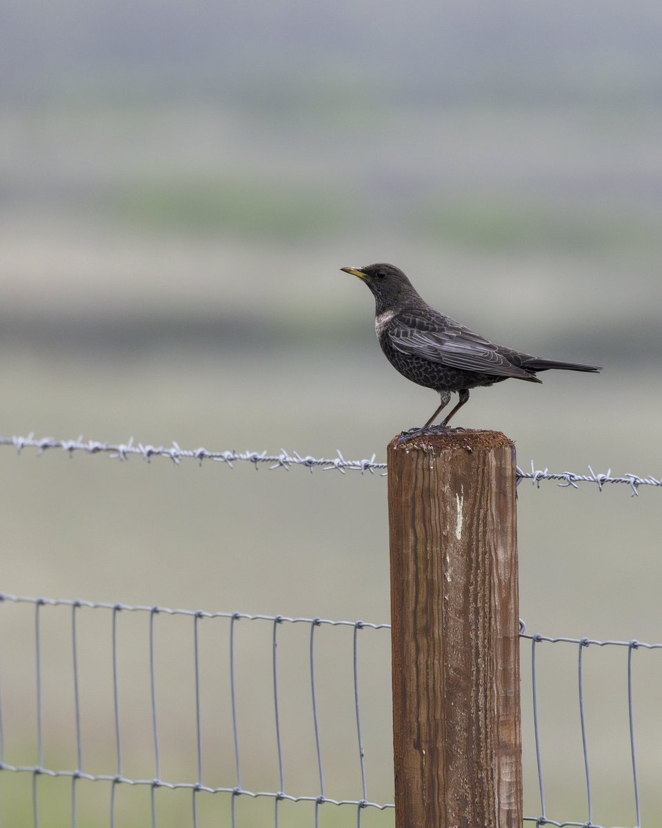 A cracking Ring Ouzel in Cramlington this afternoon @NTBirdClub