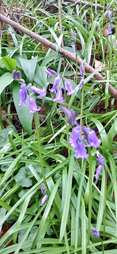 jpmoseley's tweet photo. The Bluebells are back!
#bluebells #bluebellwoods #hyacinthoidesnonscripta #wildflowers #derbyshire #woodland #flowertalk #JonathanMoseley https://t.co/qyizpDV5GY
