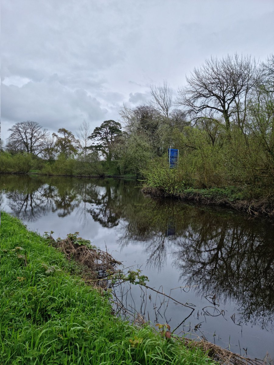 Back to strolling along the River Barrow while picking up #litter. Websters lock to Lanigans lock. Lots of litter exposed by Waterways Ireland 'maintenance'. Herb Robert & greater celandine. #LeaveNoTrace #lovewhereyoulive #pawsonplastic