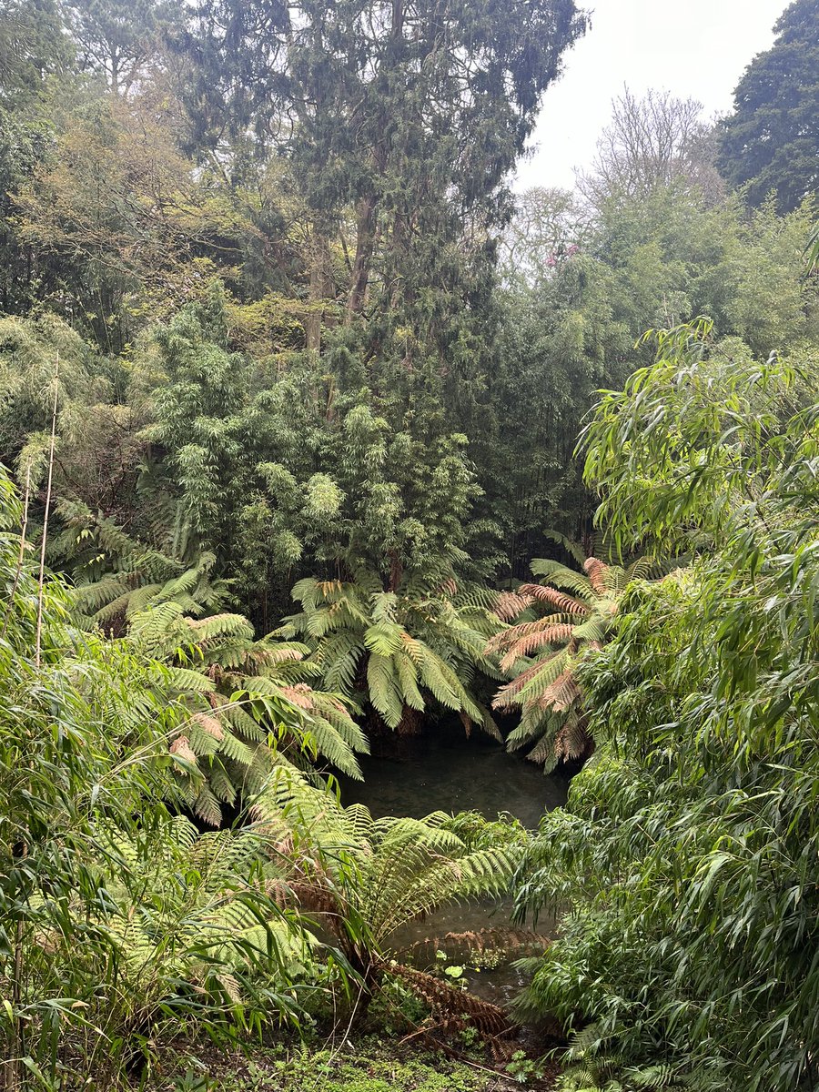 Beautiful birthday visit to one of my favourite places @HeliganGardens Somehow even more magical in the rain 🌱 🌧️