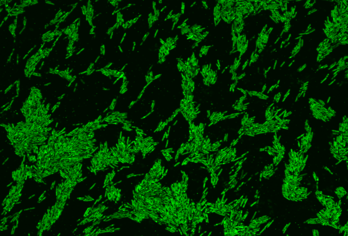 Broad Institute tweet media