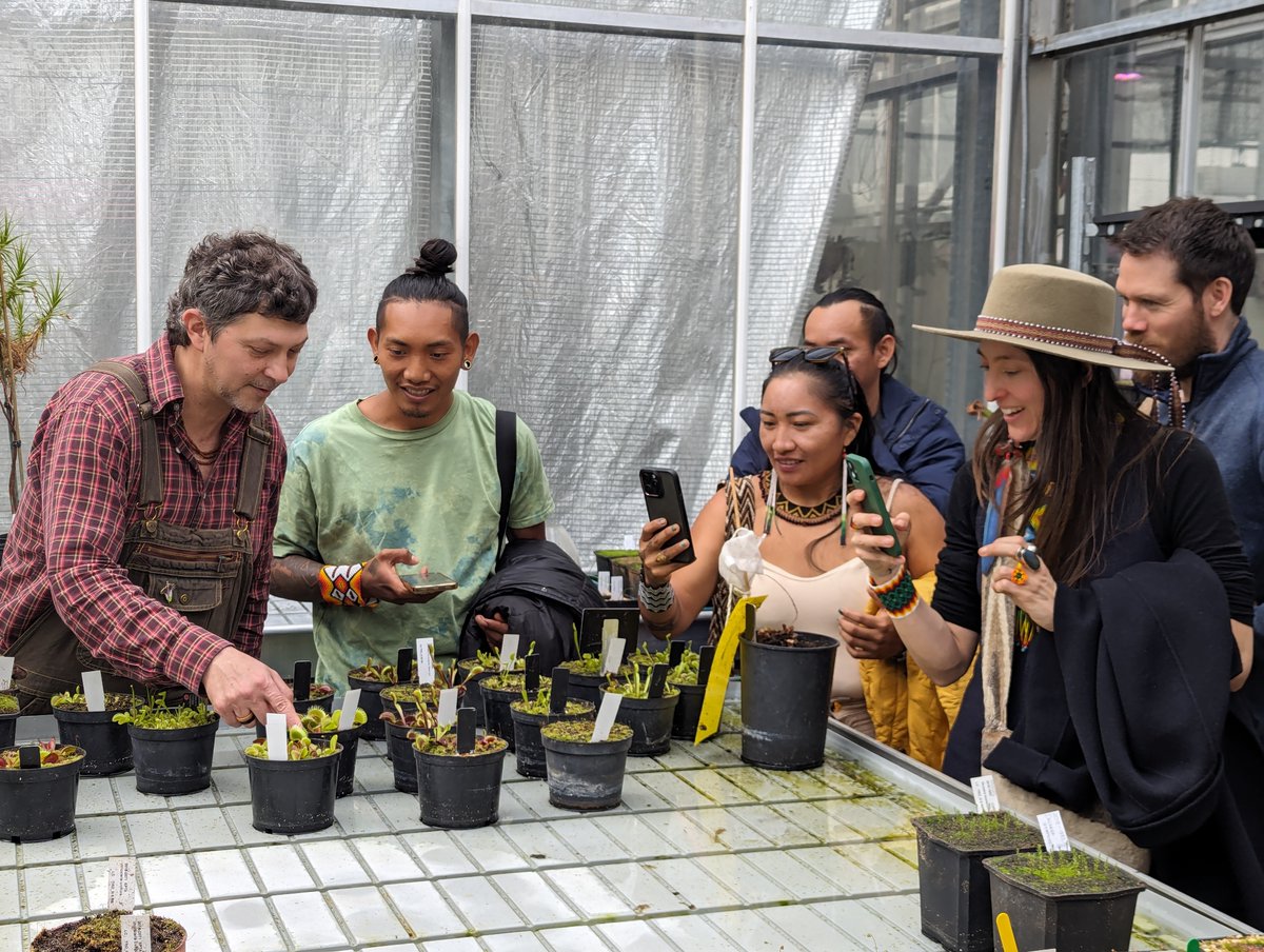 A privilege today to host a Huni Kuin group from the Amazon rainforest of Acre, Brazil. Musicians and leaders Biruany Huni Kuin, Bixku Huni Kuin and Nawá Siã Huni Kuin are being introduced to the Venus fly-trap by Marcelo Sellaro in @kewgardens Tropical Nursery.