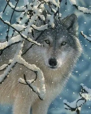 Wolfs_Loves's tweet photo. Beautiful…🥰absolutely stunning. https://t.co/R1GTlZgUdW