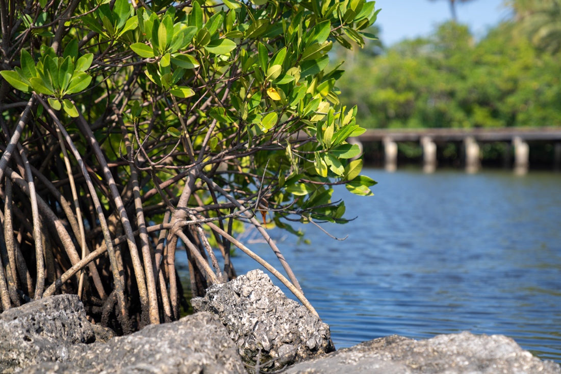 Save The Date: Join @SFWMD and @Jaxstrong for a virtual Project Delivery Team meeting on the Central and Southern Florida (C&SF) Flood Resiliency Study. 🗓️ Friday, April 12, 2024 ⏰ 11:00 a.m. 💻 Register here: SFWMD.link/3VAPXoH Visit SFWMD.gov/Meetings