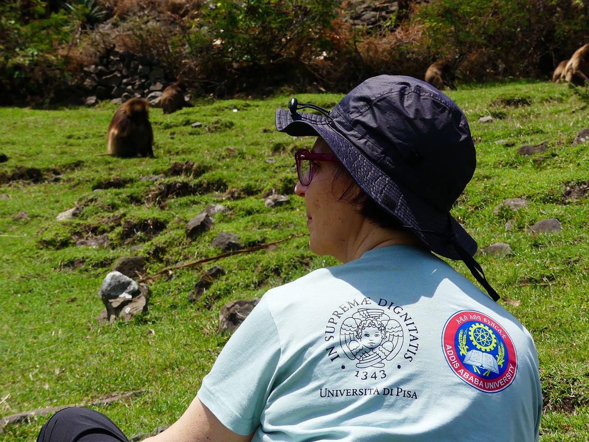 Geladas_for_Cooperation tweet media