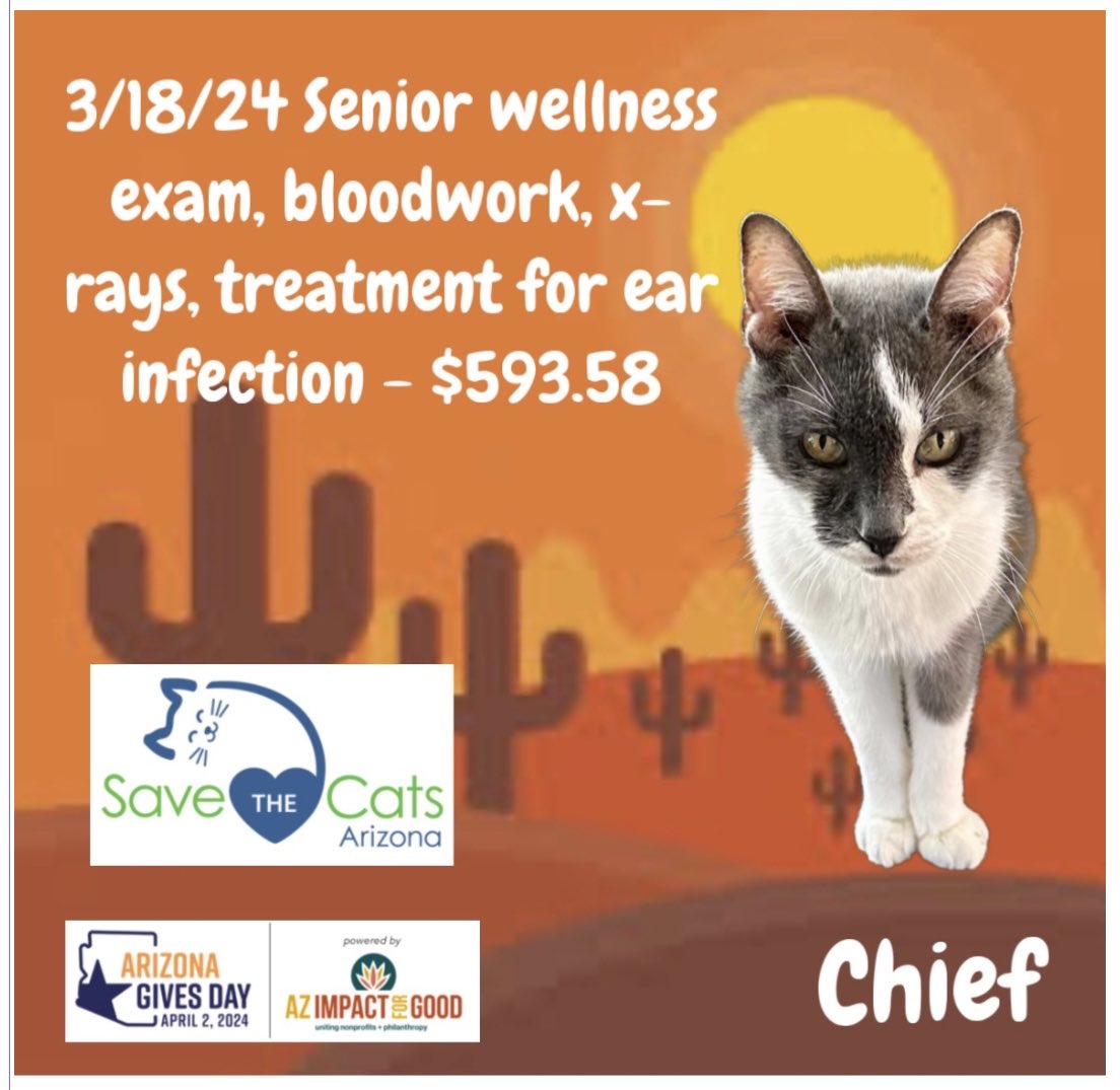 On this #AZGivesDay we spotlight Chief 🐾 Volunteers rescued him from a park where he was struggling to survive- now he calls the sanctuary his forever home! He’s safe & healthy because people care 💜 Can you help us help them? #Cats #Rescue azgives.org/savethecatsaz