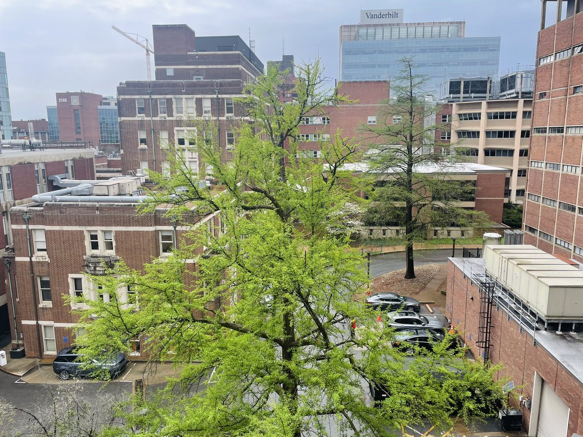 Ginkgo tree leaf-out at @VanderbiltU #spring #nature
