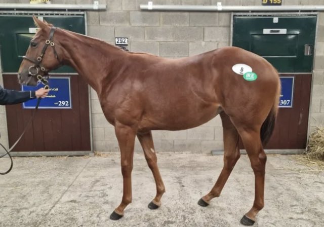 New Recruit 2 of 8 Sands of Indi Trainer - Karl Burke 2yr old Chestnut Filly Nick Bradley Syndicate This filly by first season sire Sand of Mali. She's an excellent mover and looks strong! A lovely action and a great physical. Irish incentive qualified Good luck to all!