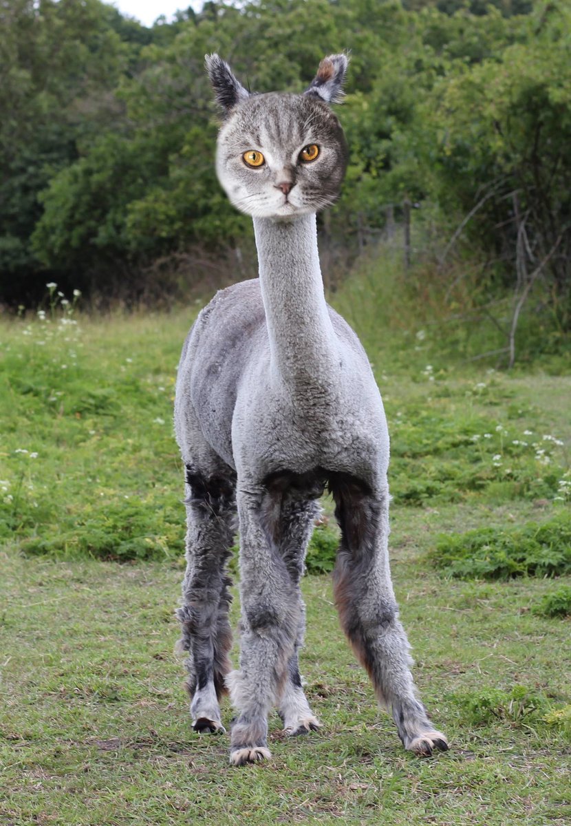 alpacat tweet media