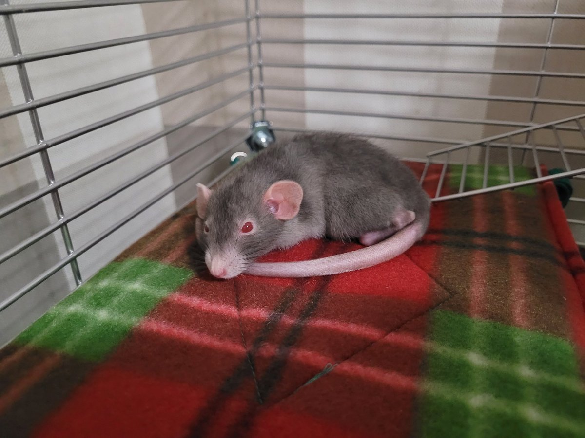 I have my own little skaven now. This is Skarrik Spinemanglr