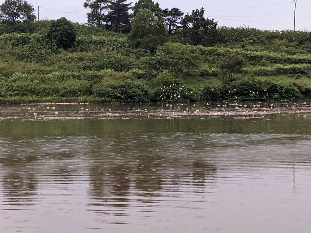 DrSmithBarryBe1's tweet photo. Plastic pollution is a big problem in our society, the municipal lake of Dschang wasn't left out today, no know it's not good for our health and aquatic ecosystem.
It's time to implement the 3Rs REDUCE REUSE RECYCLE..
No to plastic pollution https://t.co/jK2GX6IBKz