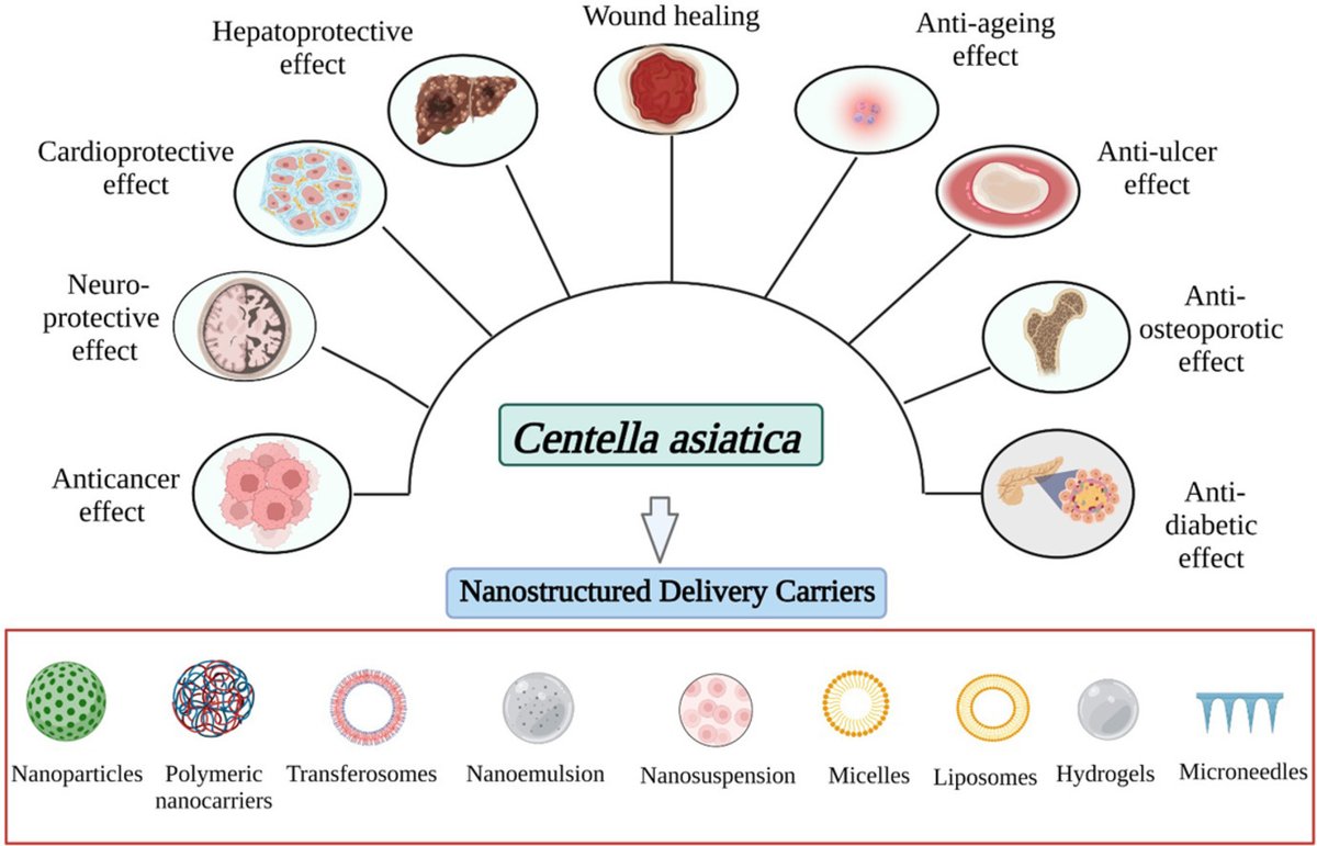 Amazing discussion on the therapeutic applications and nanostructured carrier systems employed to deliver the actives of Centella asiatica: doi.org/10.1016/j.prmc…
#Centellaasiatica #ModernChineseMedicine #Research #PharmaTwitter #MedTwitter