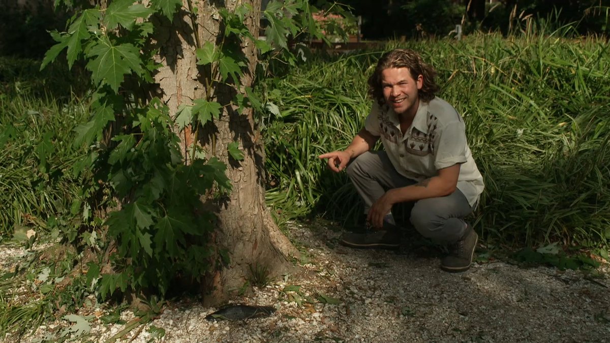 Wist je dat bomen ook weleens een knipbeurt krijgen? Snoeien of het kappen van bomen lijkt soms zo makkelijk maar dat is het niet altijd. Je moet heel voorzichtig te werk gaan. Waar moet je allemaal op letten? Pascal loopt een dag mee met een snoeibedrijf. klokhu.is/bomensnoeien