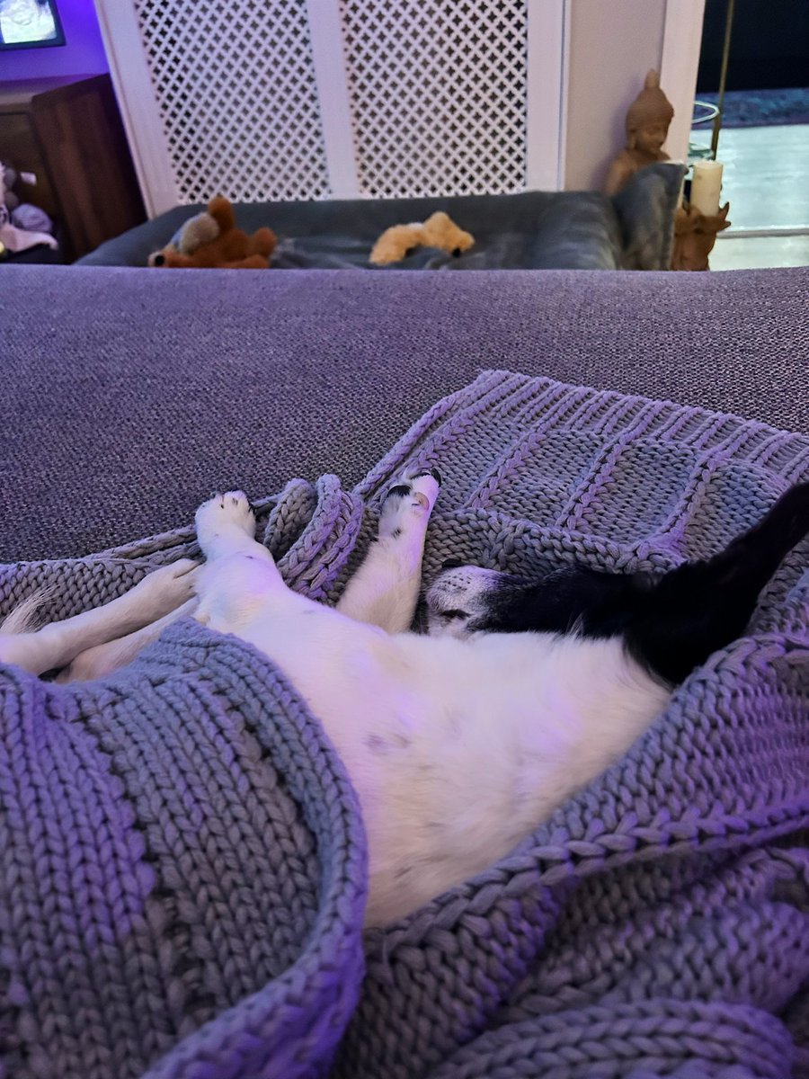 As snug as a bug in a rug ..☺️🩷

#DogsOfTwitter
#JackRussell