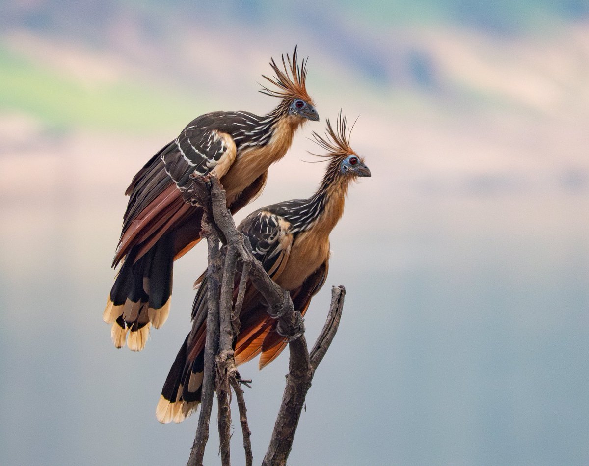 Here is a picture of two hoatzin in the Amazon waiting for their phylogenetic position to be confidently resolved