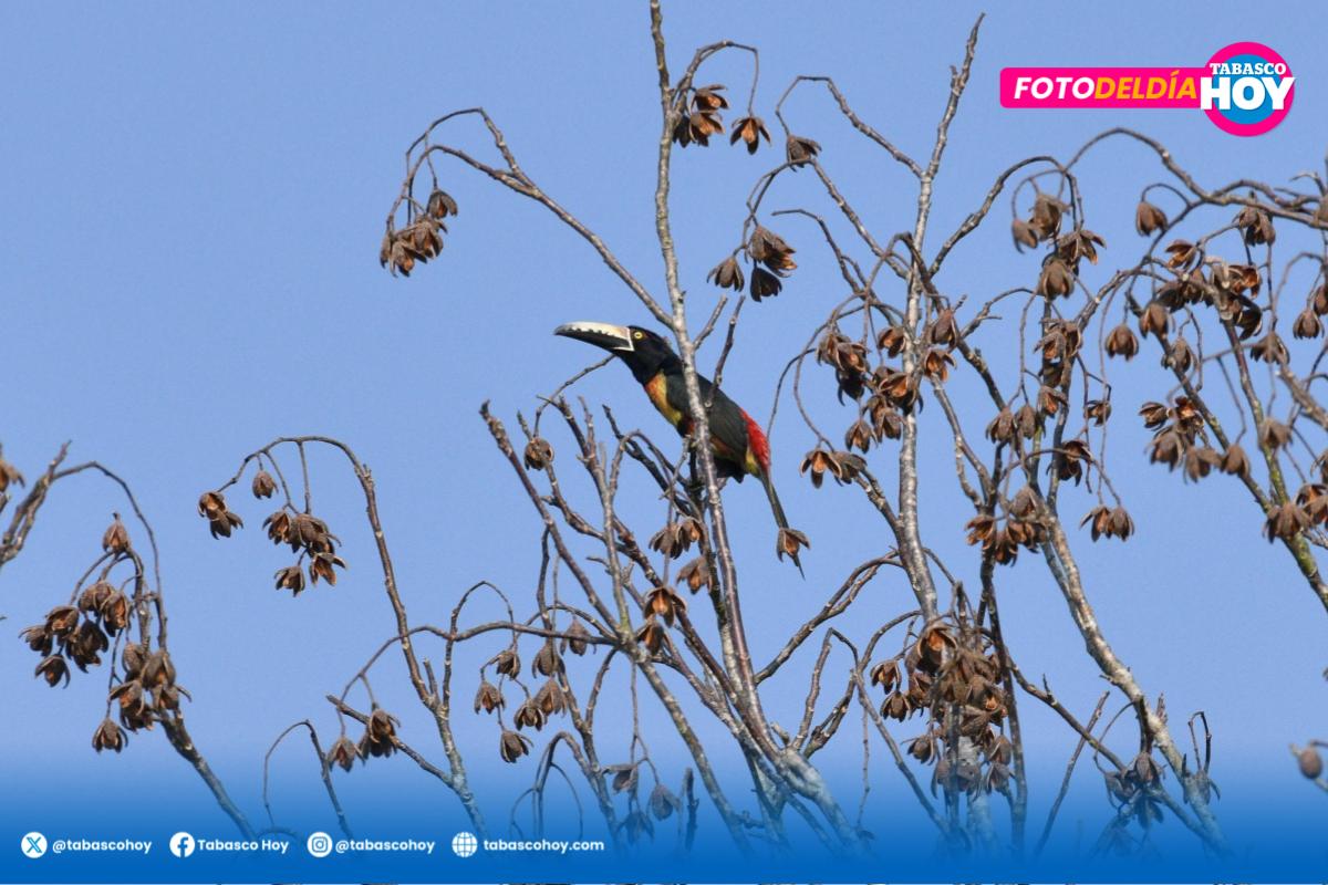 TabascoHOY's tweet photo. #LaFotoDeHOY📸| El #tucancillo collarejo, es un pequeño tucán que habita el sur de #México.🐦Visto en la ranchería #Tequila de #Jalapa, posa en un árbol de cedro.🤩 #Tabasco
📷Jaime Ávalos (@javalos_mx)
https://t.co/Qoc3OWZXX3 https://t.co/7rSwN124A5