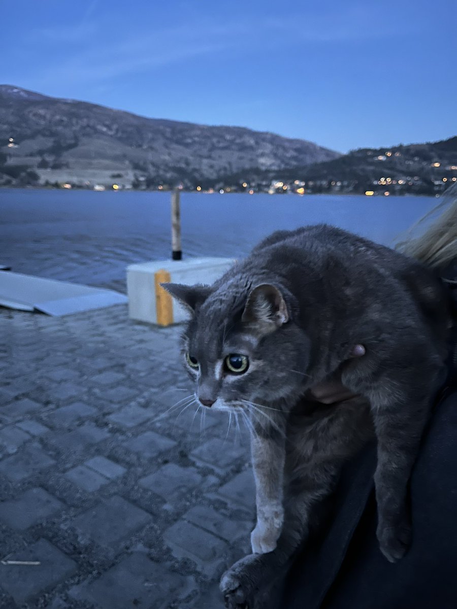 Out for a stroll at the lake. #CatsOfTwitter #cats #CatsOnTwitter