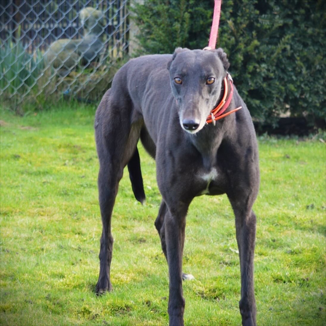 Meet Maple is the half sister of Gypsy at nearly four years old she is another little black girl & seems to have the same calm & friendly nature of her half sister please call the kennels 07783 367032 email info@retiredgreyhoundscanterbury.co.uk #Teamzay @centralparkdogs