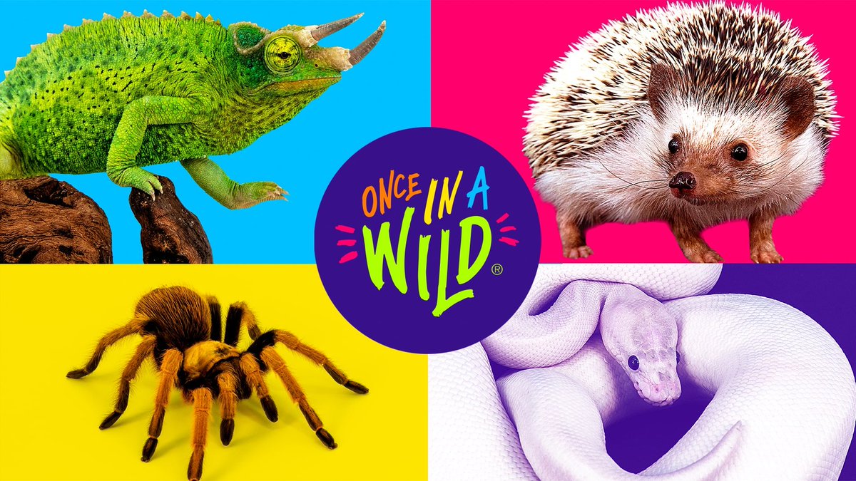 Come to the Witte Museum on Sat. April 20th to learn about a variety of animals from experts with Once in a Wild petting zoo 🐇🐍🐖🐢🦎🦆 #vivasciencesa