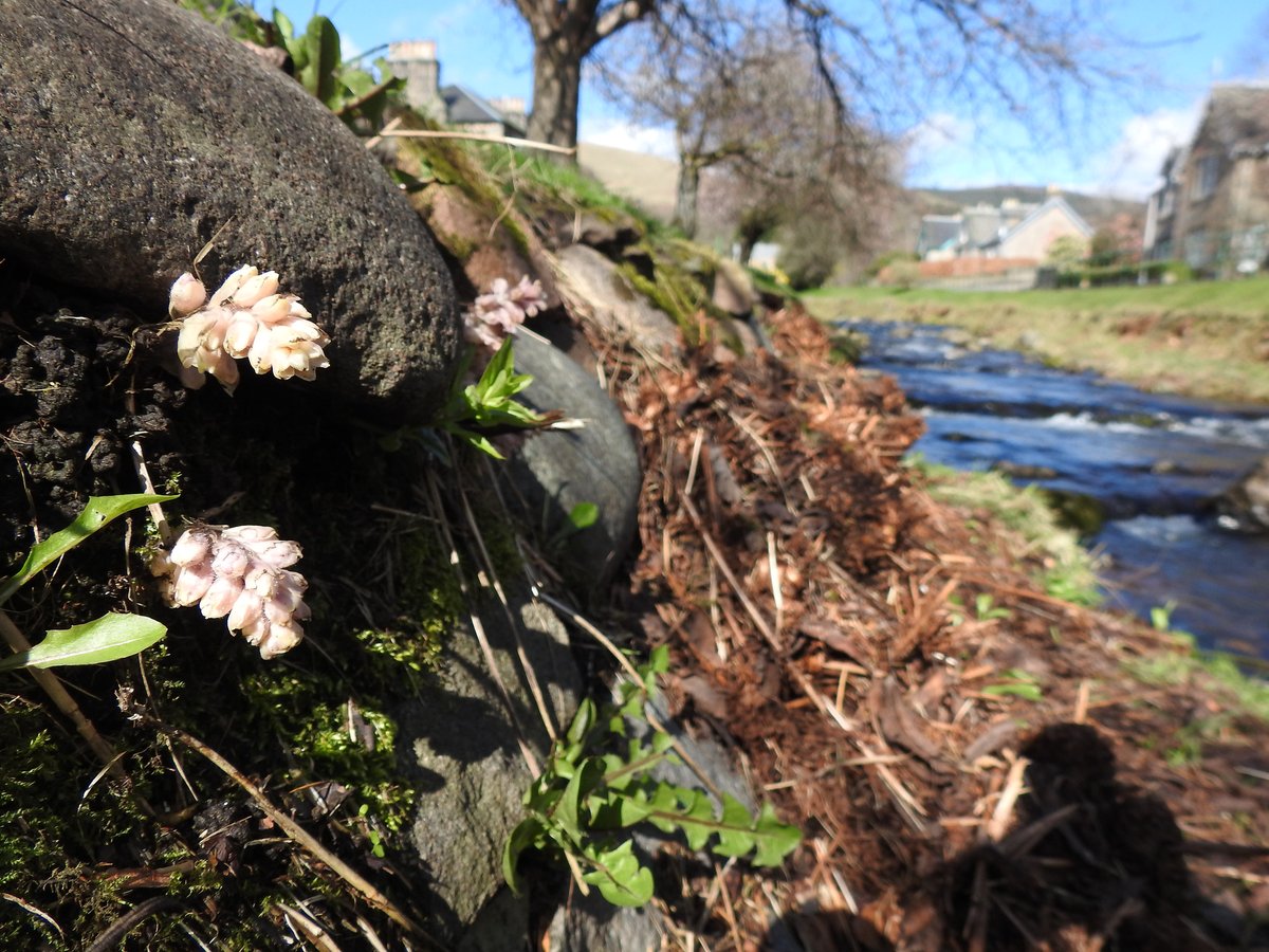 Been a few years since I managed to time a visit to see my granny with the peak flowering of toothwort (Lathraea squamaria) along the Dollar Burn. c50 spikes found, mostly along the bank but a few popping up in the grass, hopefully they won't be mown but won't hold my breath.