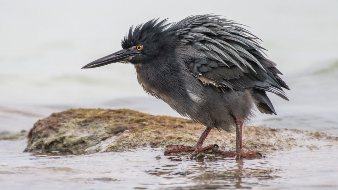 Lava herons are skilled hunters, primarily eating small fish and crabs, and have been recorded catching crabs at a fast rate of two to three per minute! Learn more: tinyurl.com/LavaHeron 📷 ©️ Peter Cooper