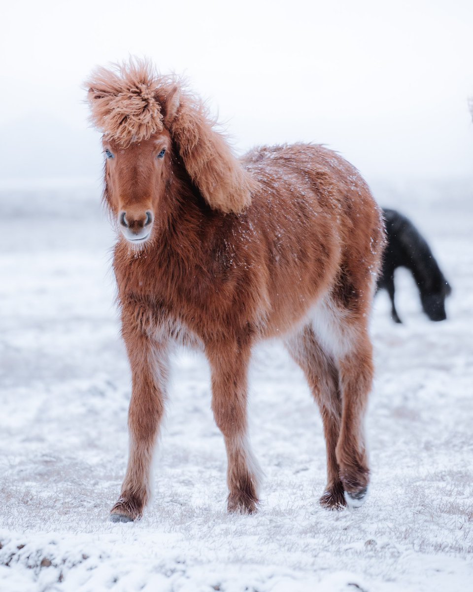 🐴 'Amidst this wintry panorama, a striking contrast emerged in the form of the magnificent Icelandic horses. These majestic creatures not only captivate with their contrasting colors but also warmly welcome travelers with their friendly nature.' - Eduardo Samano using Sony