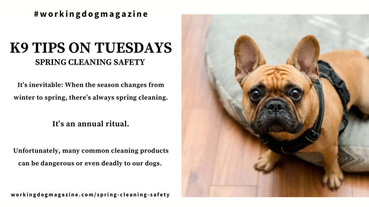 🦴 🐾 ℹ️ ⁣ ⁣ @workingdogmag K9 Tips on Tuesdays: Spring Cleaning Safety ⁣ ⁣⁣⁣⁣⁣⁣⁣⁣⁣ Full article: workingdogmagazine.com/spring-cleanin…⁣ ⁣⁣⁣⁣⁣⁣⁣⁣⁣ you deserve a trusted source ⁣⁣ #thinlinemedia #workingdogmagazine #wdtc #dogpeople • #thegoldstandard ⁣