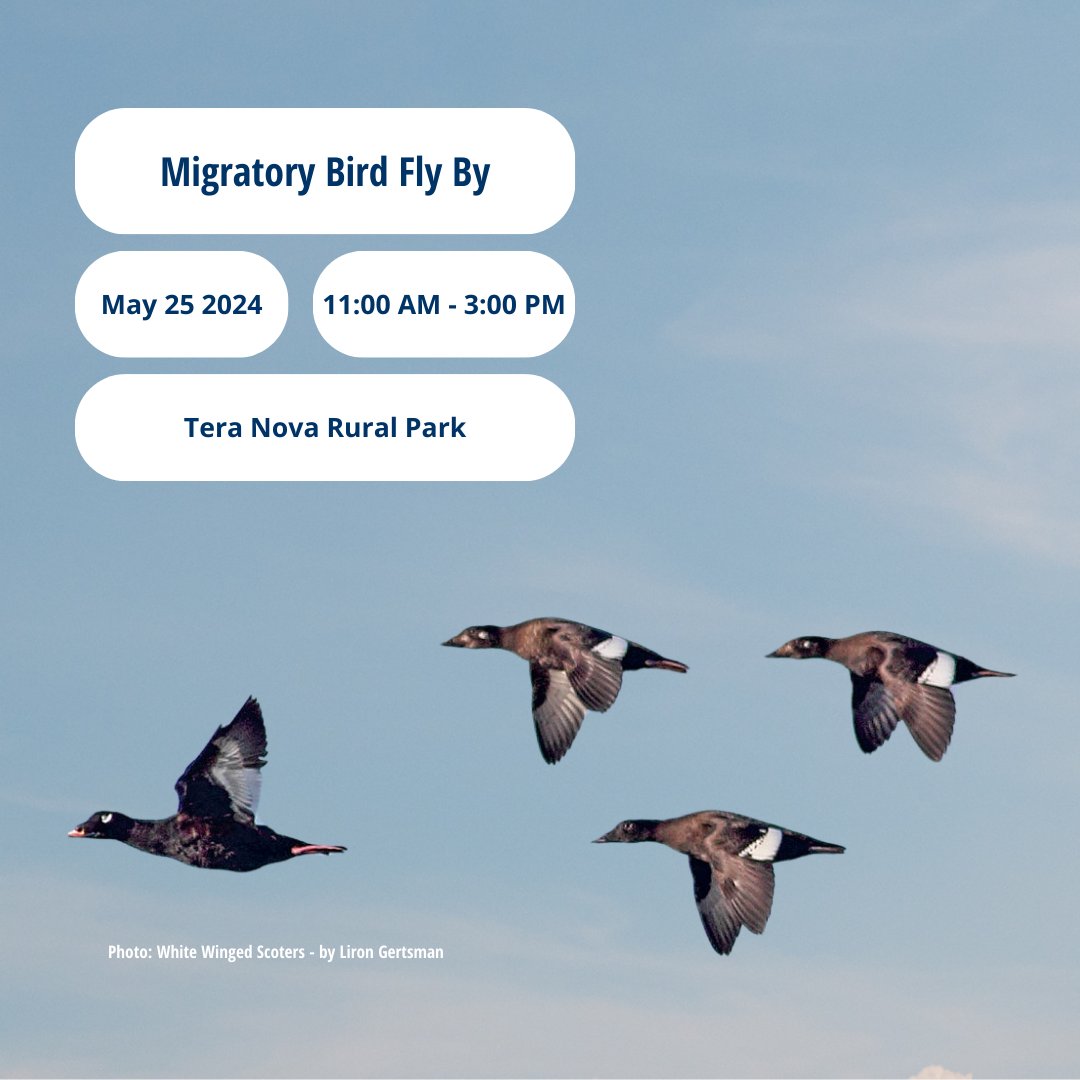 VanBirdCeleb's tweet photo. Check out these exciting events, and more, now live on https://t.co/blrM0KtaNe
Bird Celebration is hosting over 25 free and low cost events! More events are being added to the calendar throughout April. 

🦆📅 #VanBirdPARTY #Birding #VancouverEvents https://t.co/QAoPVjVlNV