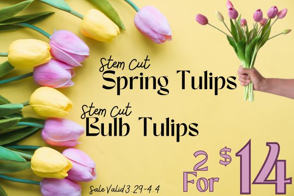 Get your spring tulips!! 🌷