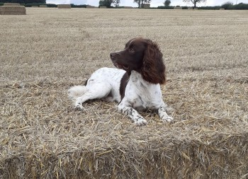 millypod1's tweet photo. 🆘1 APR 2024 #Lost ASH #ScanMe
Brown & White English Springer Spaniel Male
#Ashmansworth #Newbury #Hampshire #RG20
RG20 9SN - what 3 words staked.chefs.excellent.
https://t.co/hnVrq8SHQb https://t.co/P9bmb2hWym