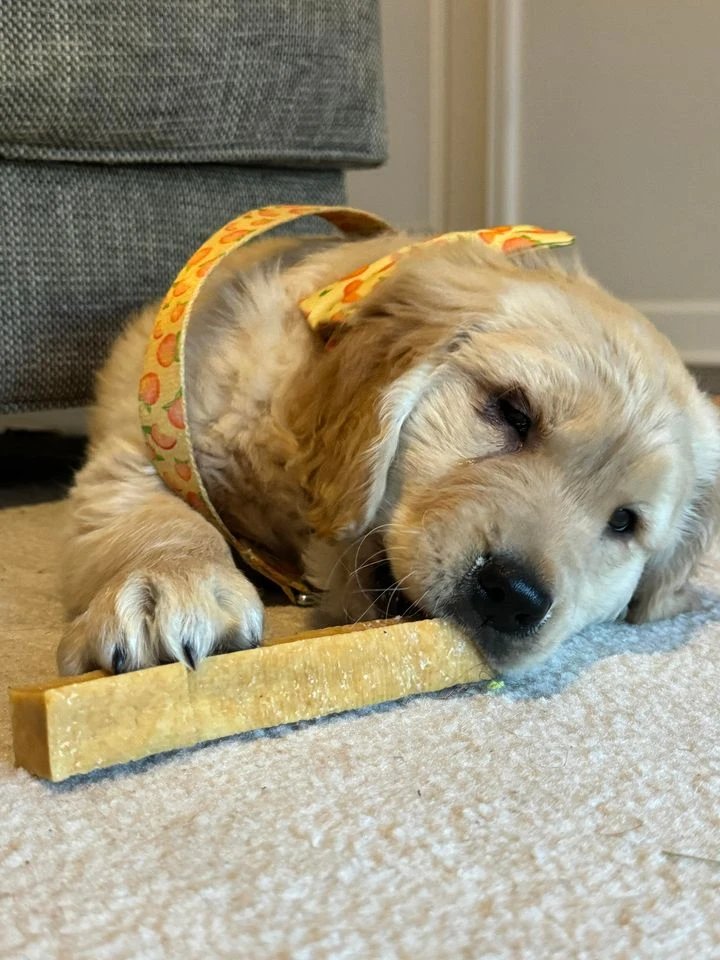 DevilDogPetCo's tweet photo. Tail wags are guaranteed with every chew. Dive into the adventure. 🐶💫 Ready to embark on this tasty journey with your furry friend? Head to https://t.co/dCSEsD0nNC to explore our Himalayan yak chews and let the adventure begin! 🐾💖" https://t.co/RBWic6ZSSf