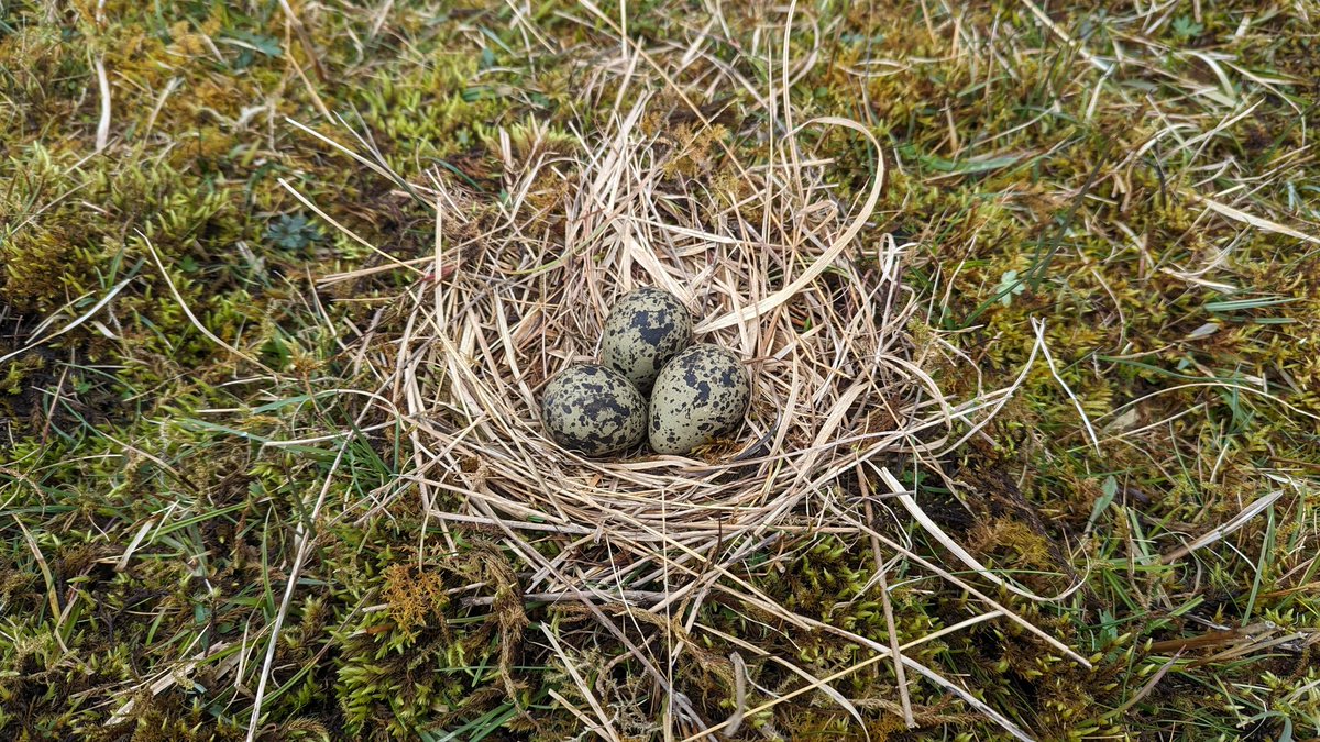 A productive day looking at a farm with lots of wet grassland and a very impressive wading bird population. Here is a nest I found. Who knows which species this belongs to?