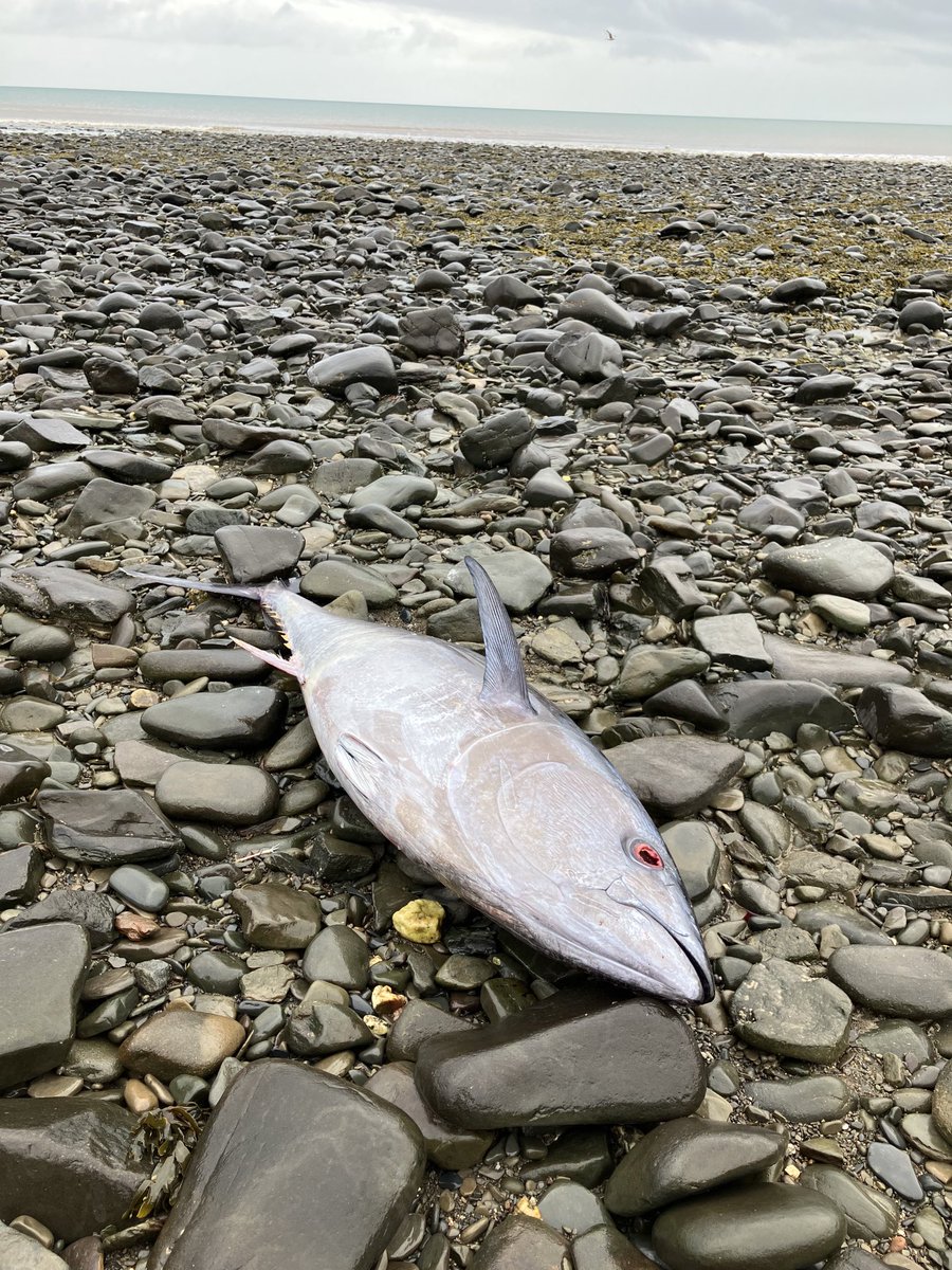 Odd discovery on #Aberaeron beach today - a massive 1m long tuna! ⁦@CambrianNews⁩