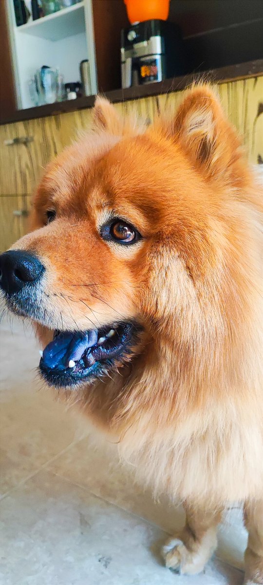 Jorgehr232226's tweet image. Pedazo de ternura.
#ChowChow
#Dogs
#BestFriend