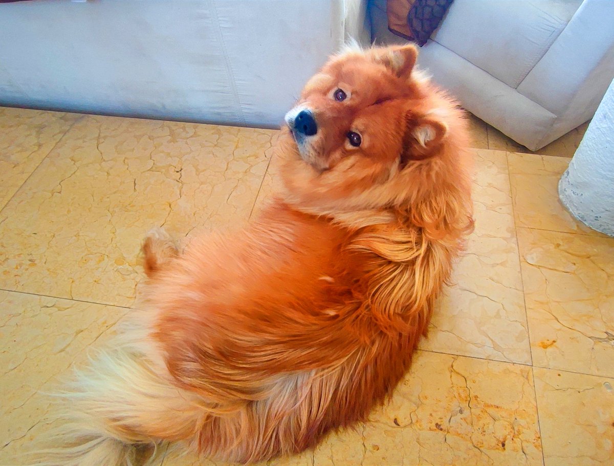 Jorgehr232226's tweet image. Pedazo de ternura.
#ChowChow
#Dogs
#BestFriend