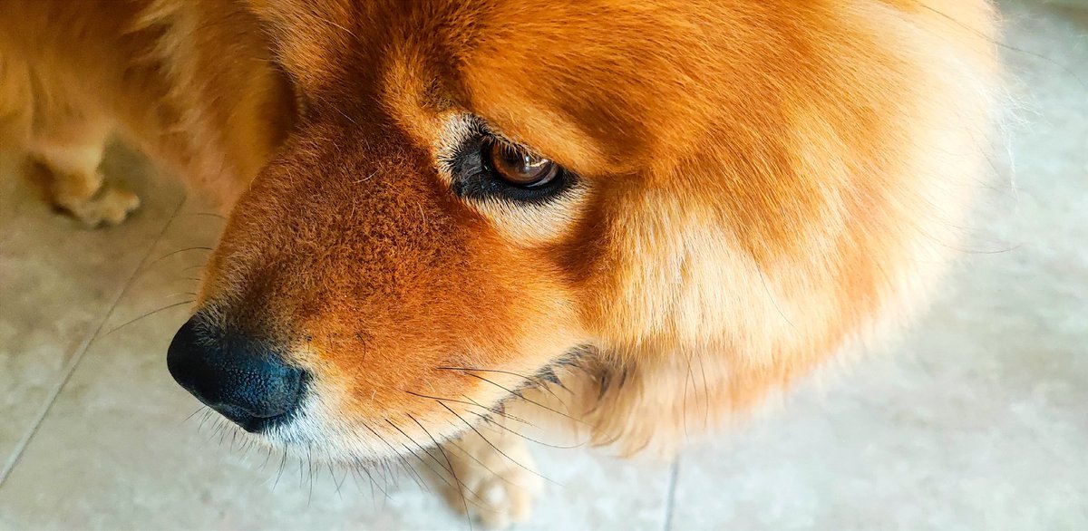 Jorgehr232226's tweet image. Pedazo de ternura.
#ChowChow
#Dogs
#BestFriend