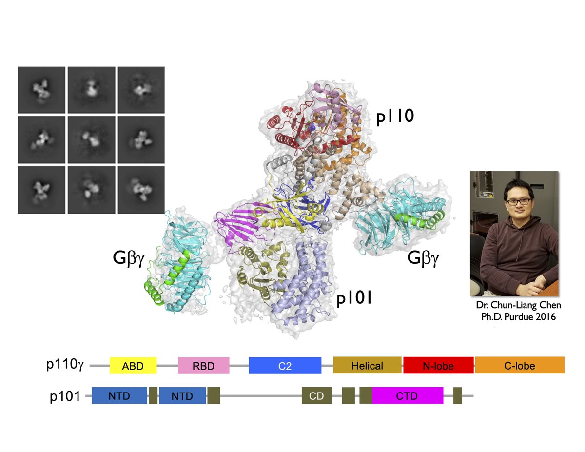 Congrats Dr. Chung-Liang Chen! A monumental effort to see how hetG proteins bind and regulate PI3Kgamma, and thereby control chemotaxis and metastasis. With a great assist from @QingDengPurdue. Just published with @SpringerNature in @NATURESMB. Read here: rdcu.be/dDlEV