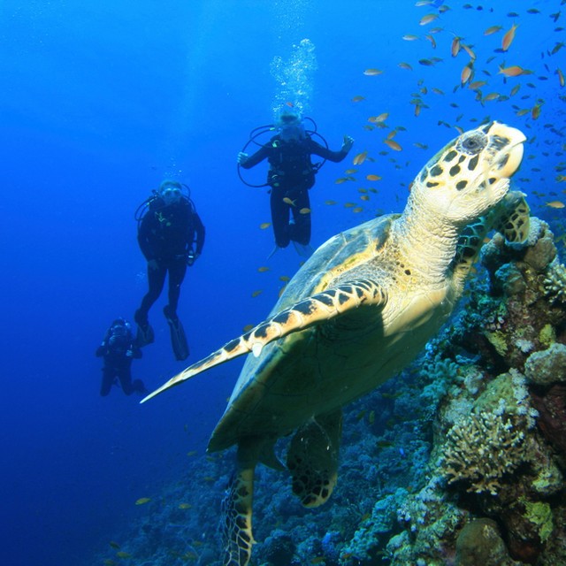 belizehub's tweet photo. Belize: Where the only bubbles you need are from your scuba gear 😉🐠
📸: @thethatchcaye
.
.
.
.
.
#Belize #ScubaDiving #Explore #belizehub #belize #belizeit https://t.co/iHhDXPuGoc