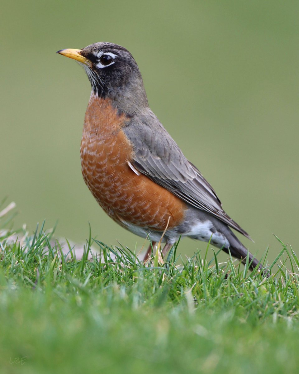 “Winter’s done, and April’s in the skies. Earth, look up with laughter in your eyes!” -Charles G.D. Roberts #americanrobin #birdwatching #spring #birdphotography #teamcanon #robin